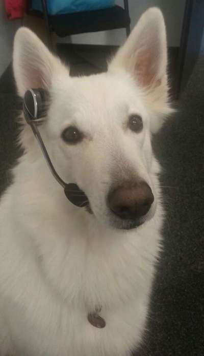 33. Handy Foto Challenge - Verkleidung deines Hundes-Beitrag-Bild