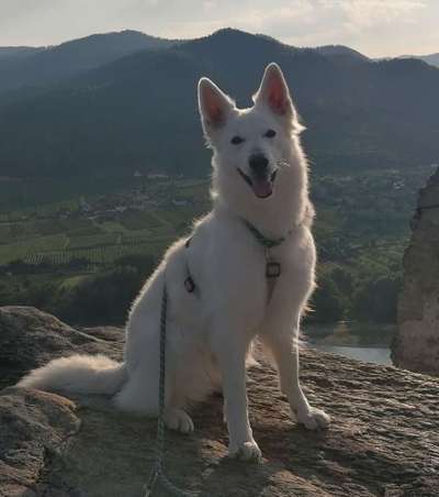 Handy Foto Challange Nr. 46  Happy Dog-Beitrag-Bild