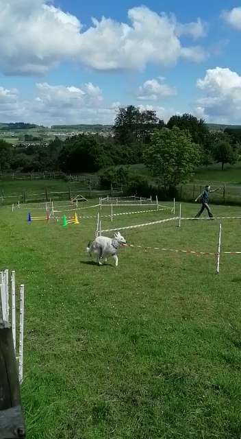 Hundesport?-Beitrag-Bild