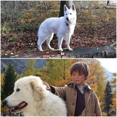 Wie heißt dein Hund?-Beitrag-Bild