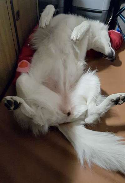 Dogorama Photo Challenge - Zeigt her eure Bäuche-Beitrag-Bild