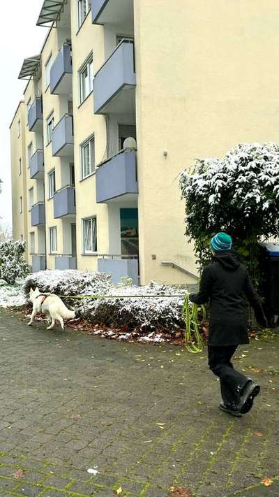 Hundesport?-Beitrag-Bild