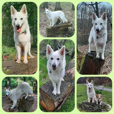 31. Collagen Challenge - Bänke/ Steine /Baumstümpfe-Beitrag-Bild