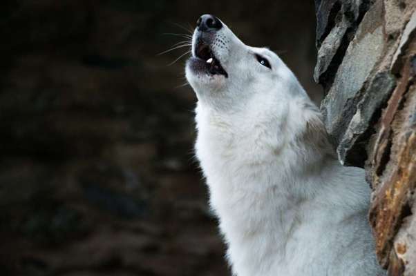 Foto's und Hundemodels-Beitrag-Bild