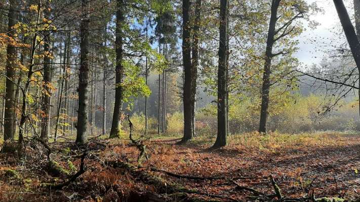 Die wunderschöne Welt mit Hund.-Beitrag-Bild