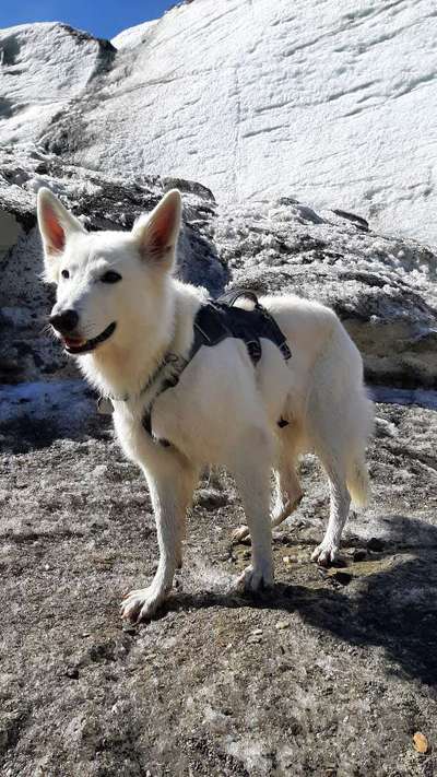 Weißer Schweizer Schäferhund-Beitrag-Bild