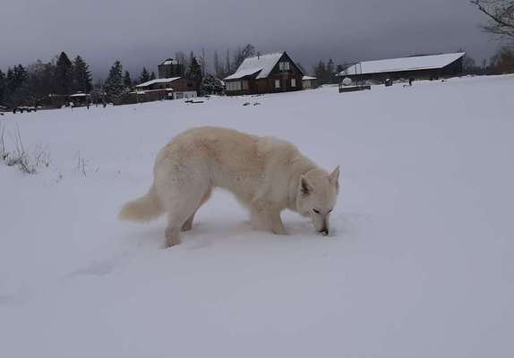 Dogorama Photo Challenge- Der Nase nach-Beitrag-Bild