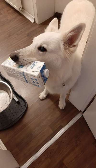 Dogorama Photo Challenge - Hündische Haushaltshilfe-Beitrag-Bild