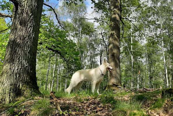 Die wunderschöne Welt mit Hund.-Beitrag-Bild