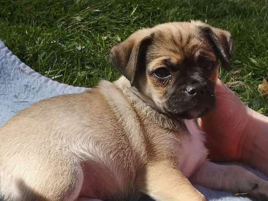 Welpen Bilder !-Beitrag-Bild