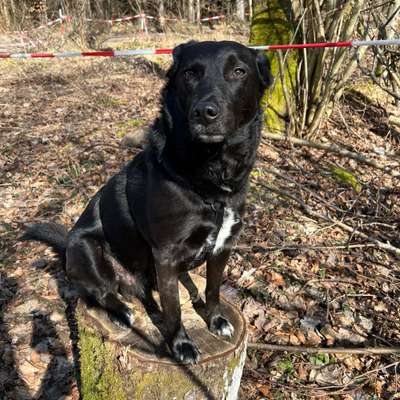 Hundetreffen-Spazieren gehen, wandern gehen, zusammen spielen-Bild