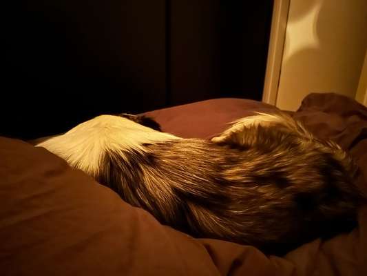 Wie übersteht ihr Silvester?-Beitrag-Bild