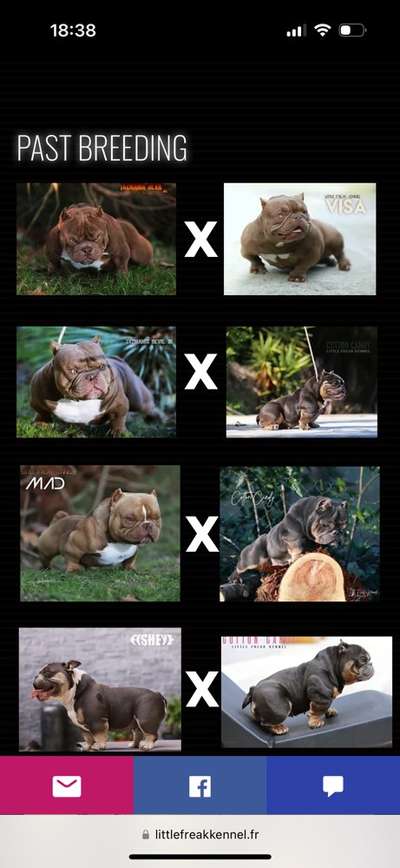 Brachycephale Hunderassen-Beitrag-Bild