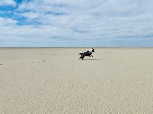 Ostsee mit Hund - Hundestrandnähe-Beitrag-Bild