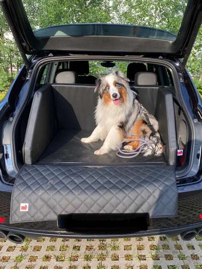 Erfahrungen mit Hundebetten im Kofferraum?-Beitrag-Bild