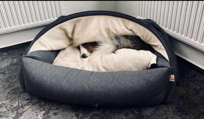 Höhlenbett-Beitrag-Bild