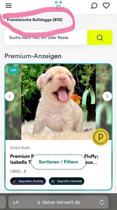 Brachycephale Hunderassen-Beitrag-Bild