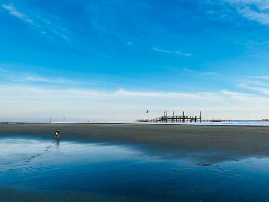 Ostsee mit Hund - Hundestrandnähe-Beitrag-Bild