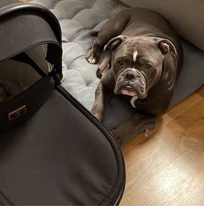 Hundetreffen-Suche Hunde Freunde für meinen Hund-Bild