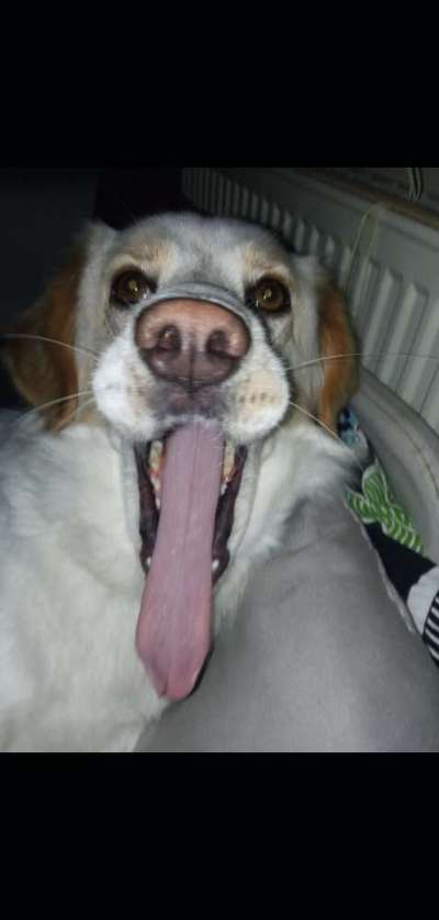 Lustigsten Grimassen von euren Hunden-Beitrag-Bild