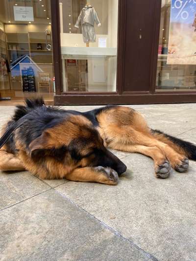 Alles rund um den Schäferhund, diskutieren erwünscht.-Beitrag-Bild