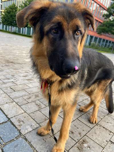 Alles rund um den Schäferhund, diskutieren erwünscht.-Beitrag-Bild