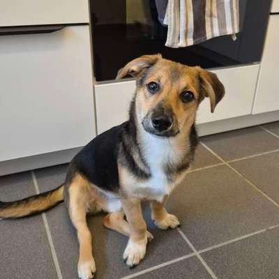 Hundetreffen-Sozialkontakt-Bild