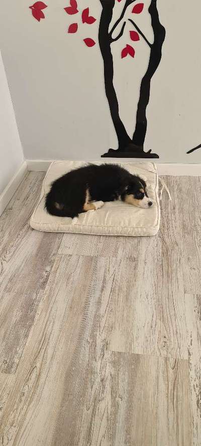 Border Collie-Beitrag-Bild