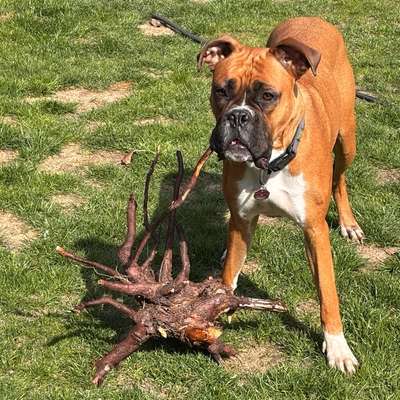 Hundetreffen-Spielrunde und/oder Gassi gehen-Bild