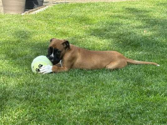 Hundetreffen-Welpentreffen Spielrunde-Bild