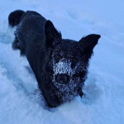 Hundetreffen-Spaziergang und Spielen-Bild