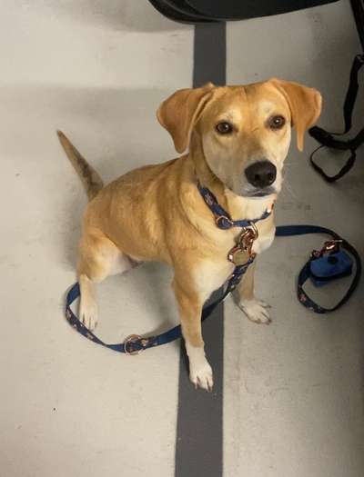 Auslandstierschutz-Beitrag-Bild