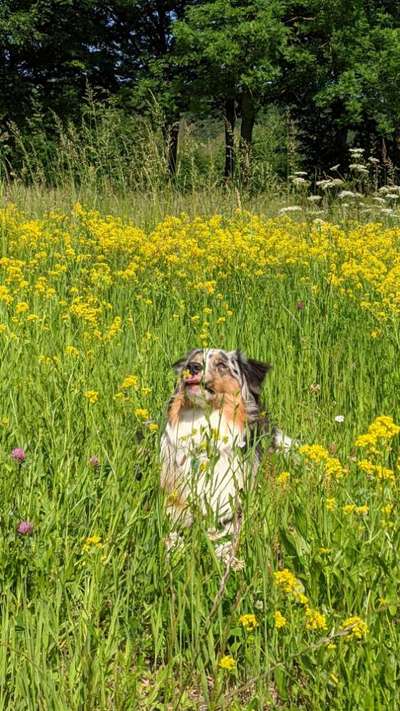 Die Dogorama Monats Challenge "Es grünt und blüht"-Beitrag-Bild