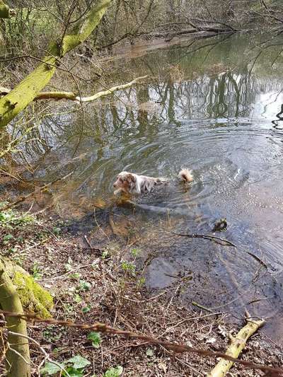 Dogorama-Monats-Challenge-Mai "Wasser"-Beitrag-Bild