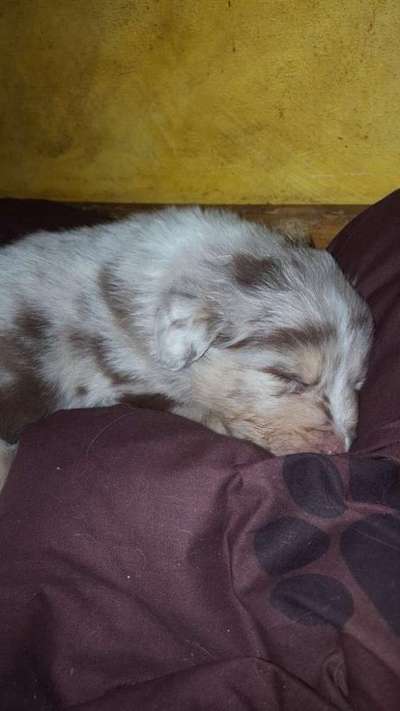 Die Dogorama Kalender Challenge Titelbild-Beitrag-Bild