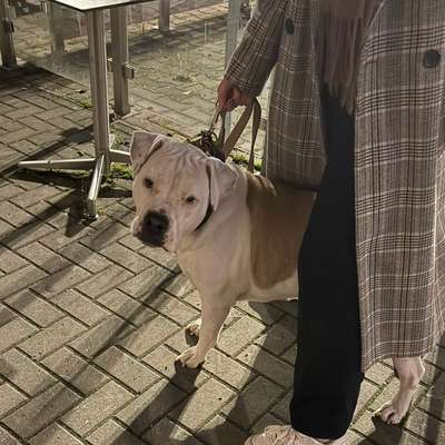 Giftköder-Unschöne Hunde Begegnung-Bild