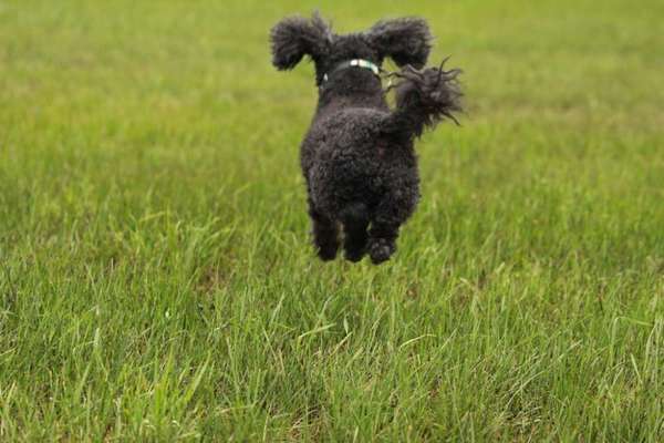 Die Dogorama Kalender Challenge Titelbild-Beitrag-Bild