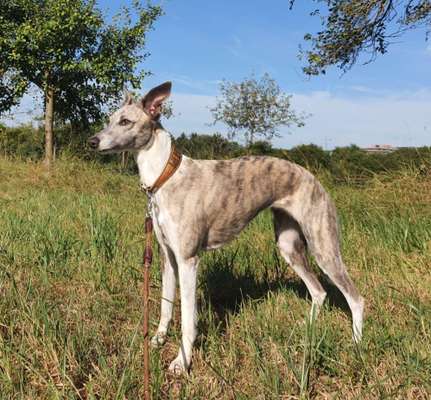 Hundetreffen-Silken Windsprite Spielgefährten gesucht.-Bild