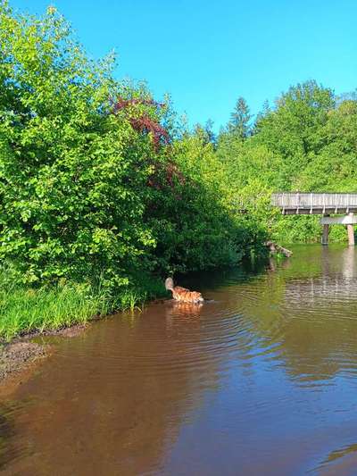 Hundeauslaufgebiet-An der Oste-Bild