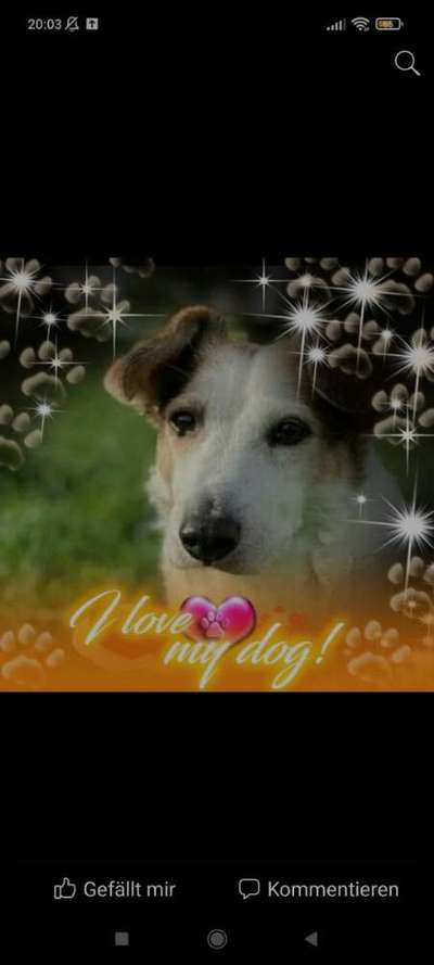 Unsere Fellnasen im Regenbogenland-Beitrag-Bild