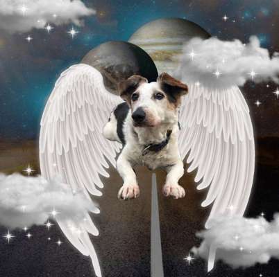 Regenbogenbrücke-Beitrag-Bild