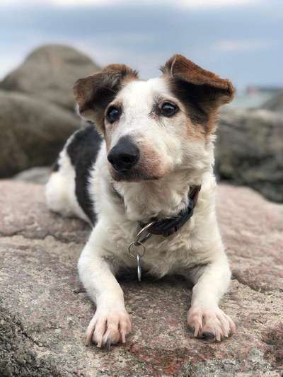 Dogorama Photo Challenge - Tierischer Urlaub-Beitrag-Bild