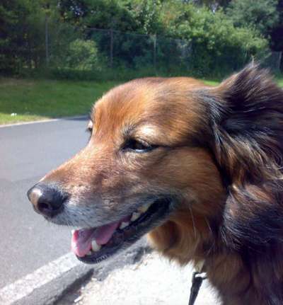 Unsere Fellnasen im Regenbogenland-Beitrag-Bild