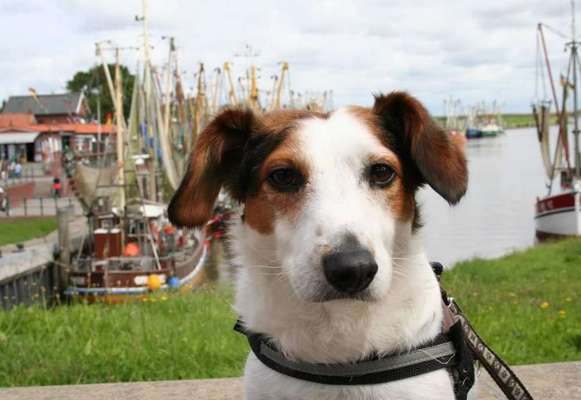 Dogorama Photo Challenge - Tierischer Urlaub-Beitrag-Bild