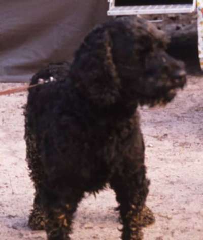 Unsere Fellnasen im Regenbogenland-Beitrag-Bild