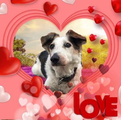 Regenbogenbrücke-Beitrag-Bild