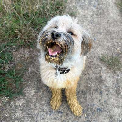 Hundetreffen-Gemeinsame Spaziergänge-Bild