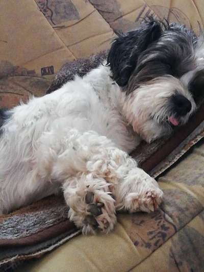 Tongue Out Tuesday-Beitrag-Bild