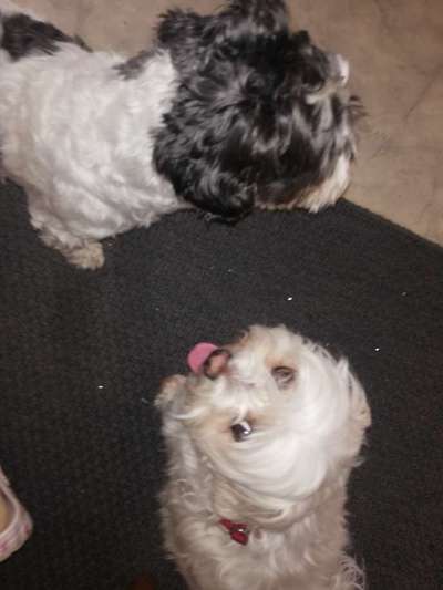 Tongue Out Tuesday-Beitrag-Bild