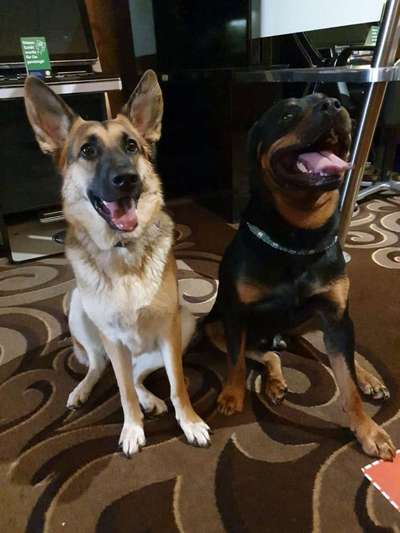 Bester Freund, Hundekumpel - zeigt her!-Beitrag-Bild